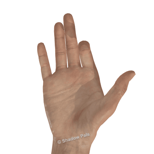 dog hand figure — Palmar view, right hand
