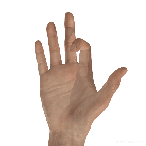 dog hand figure — Palmar view, right hand