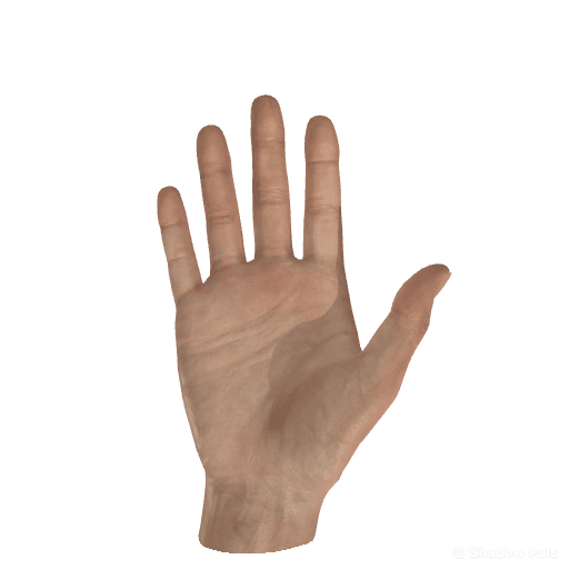 wave hand figure — Palmar view, right hand