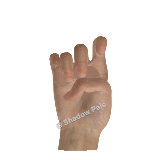 Palm-side view showing the curled fingers and outer points of the cat pose