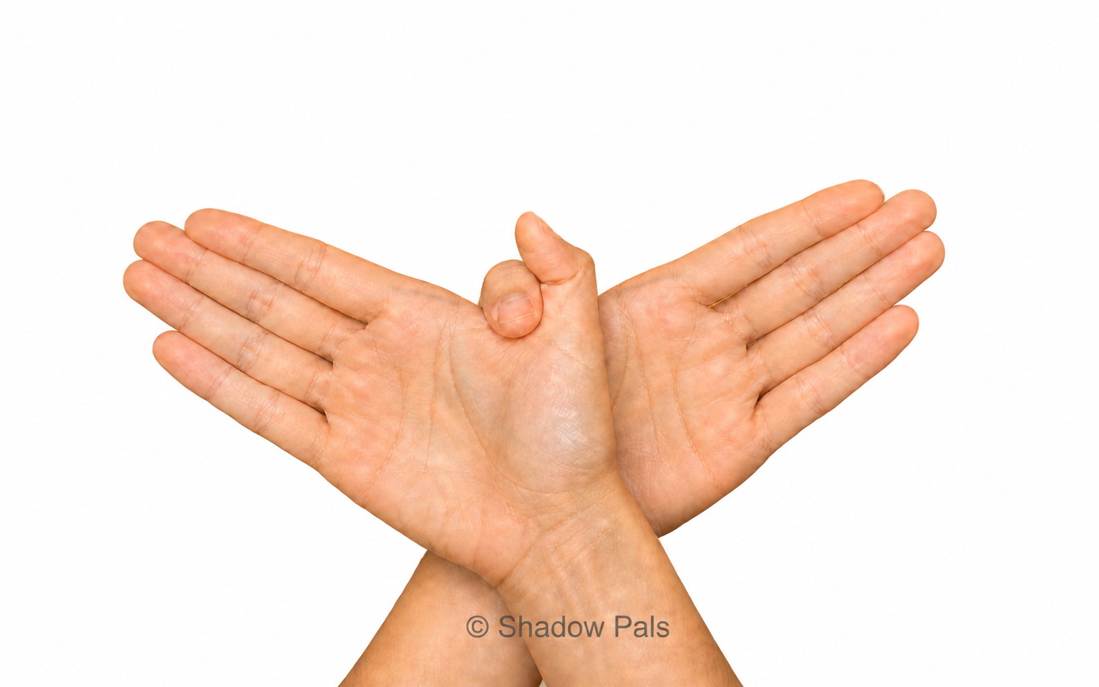 Two palms with grouped fingers making a classic bird shadow pose